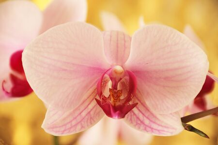 orchid phalaenopsis against a vibrant yellow background の写真素材
