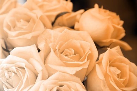 pink rose close up  flower floral background imageの写真素材