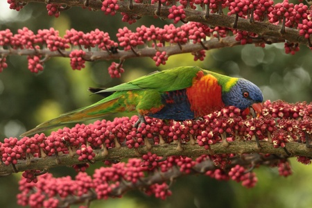 Australian native parrot rainbow lorikeet a symbol of the gold coast and a honey eater