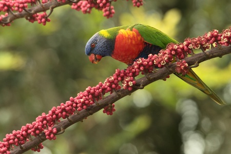 Australian native parrot rainbow lorikeet a symbol of the gold coast and a honey eaterの写真素材