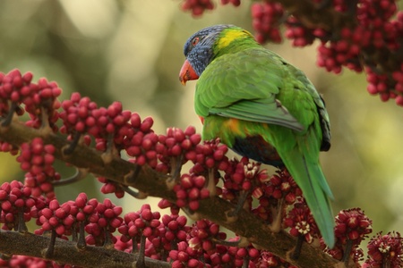Australian native parrot rainbow lorikeet a symbol of the gold coast and a honey eater