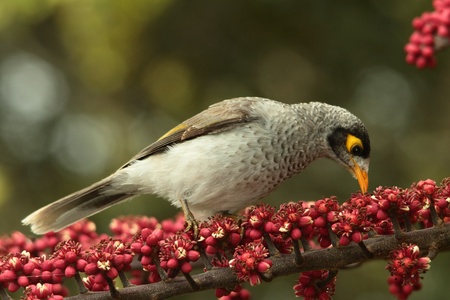 introduced bird pest enviromental vermin in australia mynaの写真素材