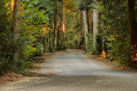 The road less travelled the notorious drive between canungra and oreillys in the lamington national parkの写真素材