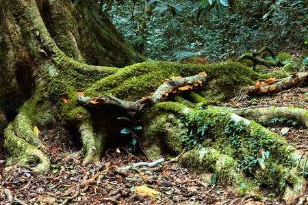 Old growth rainforest in  area lamington national park with a symbolic of nature and environment tree and copy space at frontのeditorial素材