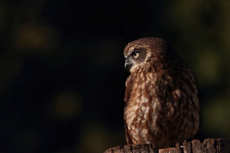 boobook or barking owl species lamington national park world heritage areaのeditorial素材