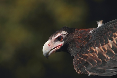 Australian icon and fauna emblem is critically endangered and the largest bird of preyの写真素材