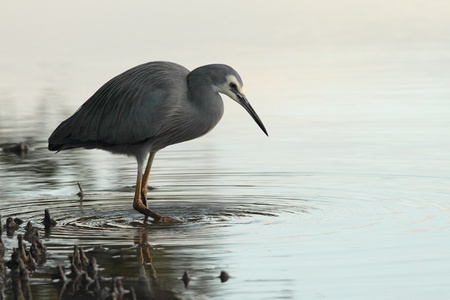 white faced heron wading in mangroves in brisbane nature reserve a symbol of diminshing fishing stocks adn waterbridsの写真素材