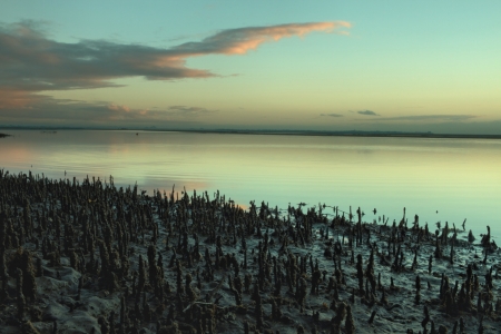 mangrove root stuble with sunrise backdrop Brisbane nudgee beachの写真素材