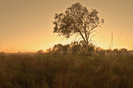 bush land gum tree landscape in bondall wetlands brisbaneの写真素材