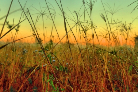 native grasses and weeds as background image from bondall wetlands brisbaneの写真素材