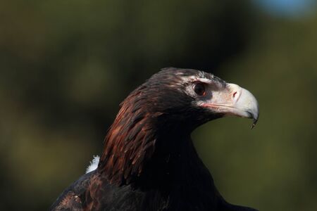 Australian icon and fauna emblem is critically endangered and the largest bird of preyの写真素材