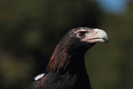 Australian icon and fauna emblem is critically endangered and the largest bird of preyの写真素材