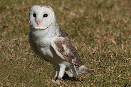 barn owl on display in lamington national parkの写真素材
