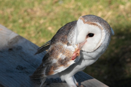 barn owl on display in lamington national parkの写真素材