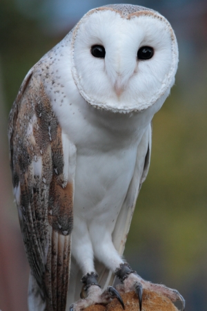 barn owl on display in lamington national parkの写真素材
