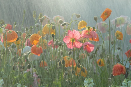 australian south east queensland tourist attraction the flowers of carnival toowoomba の写真素材