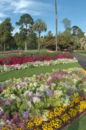 australian south east queensland tourist attraction the flowers of carnival toowoomba の写真素材