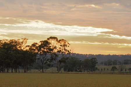 barley feild stubble australia queensland darling downs hemmed by gum trees in oranage sunriseの写真素材