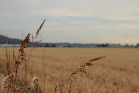 oat feild stubble australia queensland darling downsの写真素材