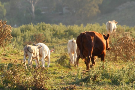 cow and calves in rustic thistle feild setting australiaの写真素材