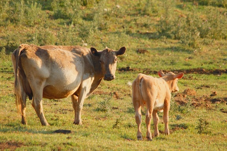 cow and calve in rustic thistle feild setting australiaの写真素材