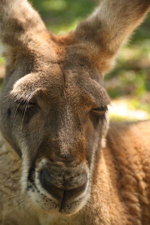 australian national symbol the big red kangaroo beerwah queenslandの写真素材