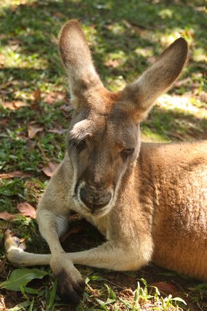 australian national symbol the big red kangaroo beerwah queenslandの写真素材