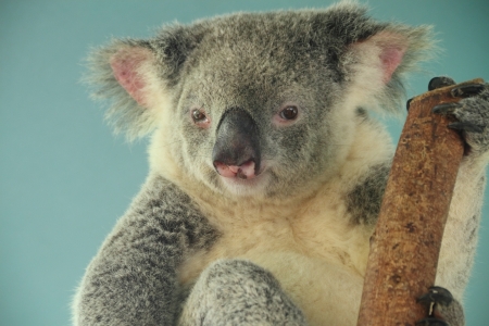 koala bear australian native fauna queensland beerwahの写真素材