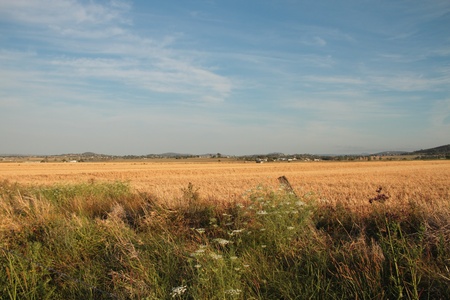 oat feild stubble australia queensland darling downsの写真素材
