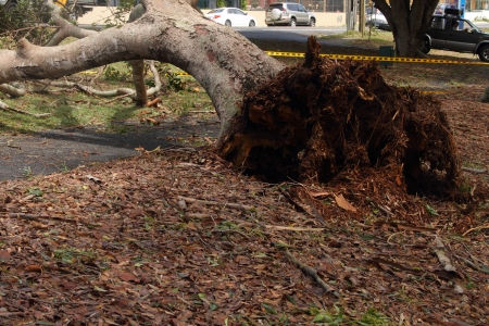 BRISBANE, AUSTRALIA - JANUARY 28 : Tree fallen across road during  tropical cyclone Oswald on January 28, 2013 in Brisbane, Australiaのeditorial素材
