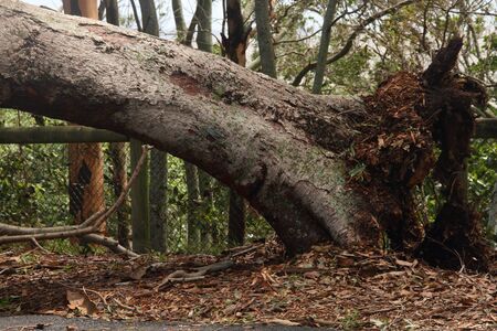 BRISBANE, AUSTRALIA - JANUARY 28 : Tree fallen across road during  tropical cyclone Oswald on January 28, 2013 in Brisbane, Australiaのeditorial素材