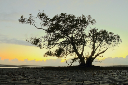 Silhouette of magrove tree nudgeee beach australia brisbaneの写真素材