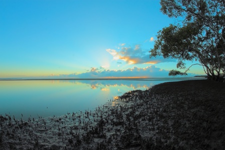 Silhouette of magrove tree nudgeee beach australia brisbaneの写真素材