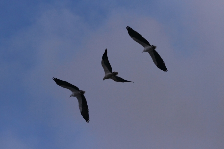 a white bellied sea eagle in flight brisbane australia
