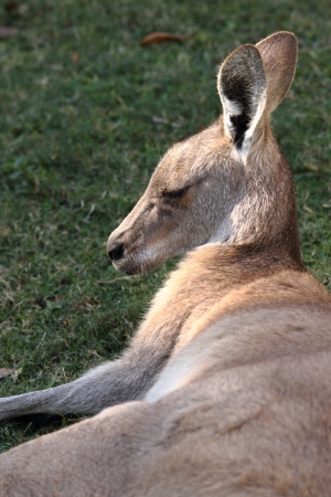 anthropomorphic qualities of a roo in far north queensland lazing in cape hillsborough national parkの写真素材