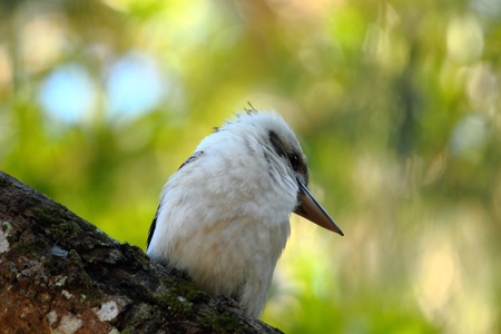 kookaburra sits in the old gum tree far north queensland australiaの写真素材
