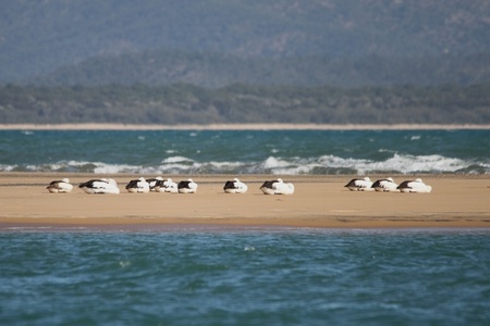 pelcians sleeping at 1770 the landing point of Captain cook during the white discovery of australiaの写真素材