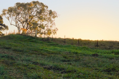 Rural typical australian gum tree farm scene in the wide bay burnett region of hervey bayの写真素材