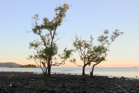 cannonvale beach reserve in Airlie Beach whitsundays tropical holiday region of far north queensland australiaの写真素材