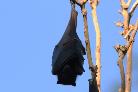 Flying fox fruit bat population in hervey bay queensalnd australiaの写真素材