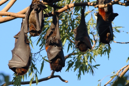 Flying fox fruit bat population in hervey bay queensalnd australiaの写真素材