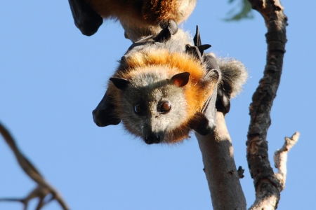 Flying fox fruit bat population in hervey bay queensalnd australia