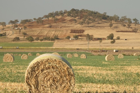 livestock feed crops and bales of hay on the darling downs region toowoomba queensland australia