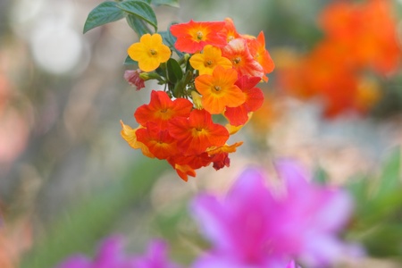 Streptosolen Jamesonii or marmalde bush or dutchmans cap in towoomba carnival of flowersの写真素材