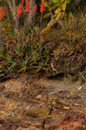 rock texture background nature reserve brisbane australiaの写真素材