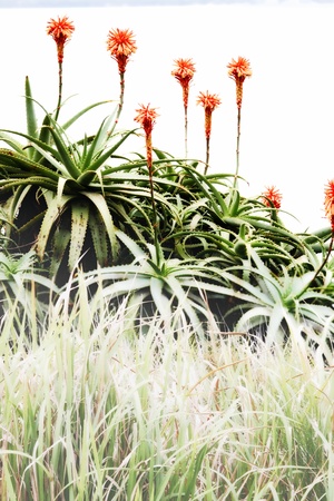 aloe arborescens flowering beyond native grasses in moreton bay nature reserveの写真素材