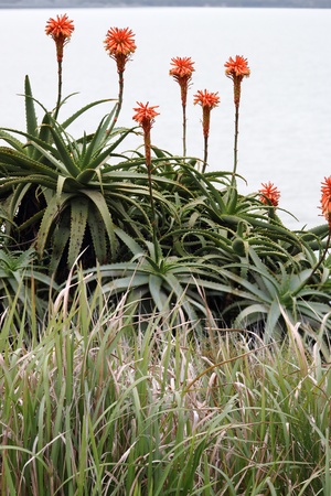 aloe arborescens flowering beyond native grasses in moreton bay nature reserveの写真素材