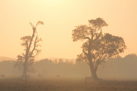 Bushfire smoke filled australian landscape of farm with gums and cowsの写真素材