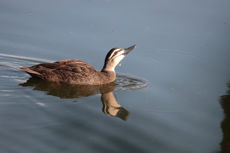 Pacific Black Duck on nature resort lake reserve hervey bay queensland australiaの写真素材