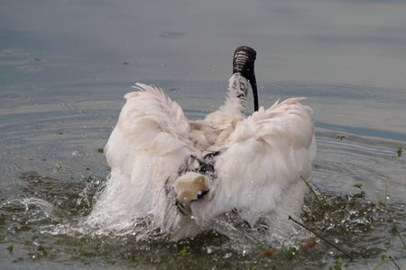 ibis washing in lake hevery bay queensland australiaの写真素材